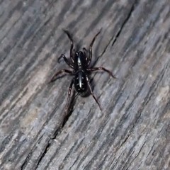 Oedignatha