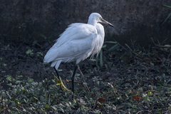 Egretta garzetta