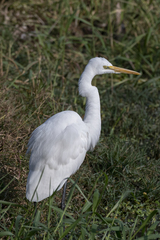 Ardea alba