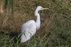 Ardea alba