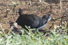 Amaurornis phoenicurus