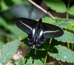 Parides proneus