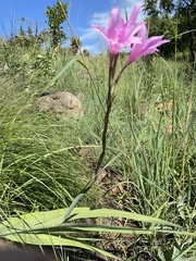 Gladiolus scabridus