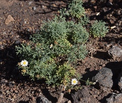 Argyranthemum frutescens succulentum