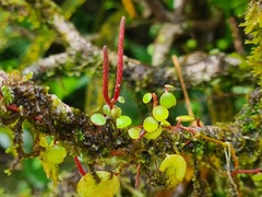 Peperomia rotundifolia