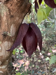Sapranthus palanga