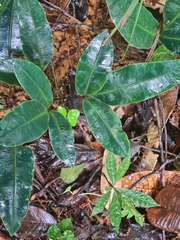 Desmophlebium longisorum