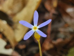 Voyria tenella