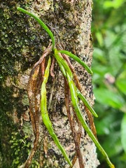 Cochlidium linearifolium