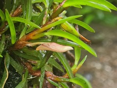 Maxillaria uncata