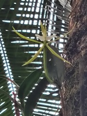 Epidendrum buenaventurae