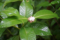 Palicourea glomerulata