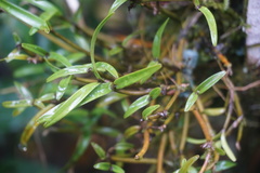 Scaphyglottis prolifera