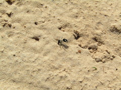 Traumatomutilla bifurca