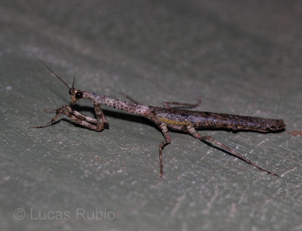 Pseudovates hofmanni