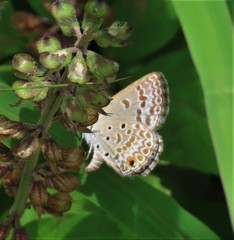 Euchrysops subpallida
