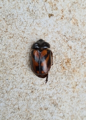 Oryctomorphus bimaculatus