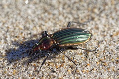 Carabus lineatus
