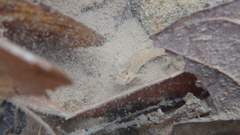 Oreonectes platycephalus