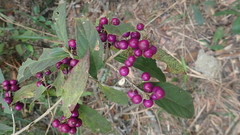 Callicarpa brevipes