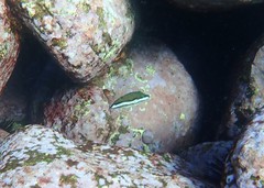 Canthigaster callisterna