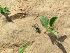 Traumatomutilla bifurca