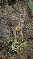 Utricularia bifida