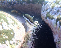 Canthigaster callisterna