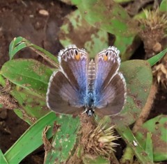 Euchrysops subpallida