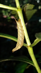Xylophanes libya