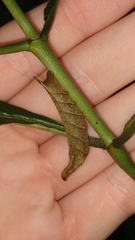Xylophanes libya