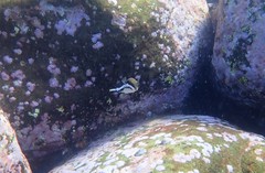 Canthigaster callisterna