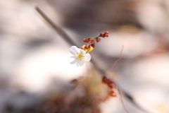 Drosera minutiflora