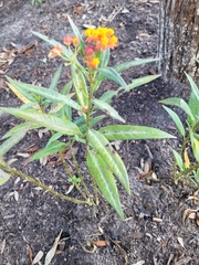 Asclepias curassavica image