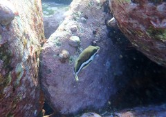 Canthigaster callisterna