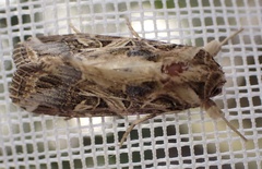 Spodoptera littoralis
