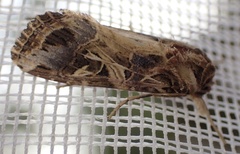 Spodoptera littoralis