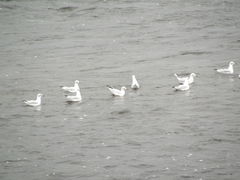 Chroicocephalus ridibundus