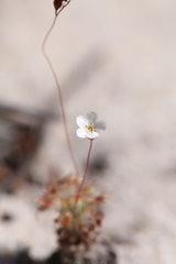 Drosera minutiflora