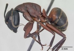 Camponotus ligniperda