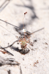 Drosera minutiflora