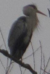 Ardea cinerea