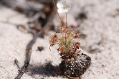 Drosera minutiflora