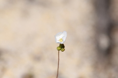 Drosera minutiflora