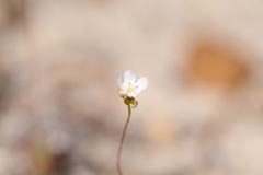 Drosera minutiflora