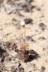 Drosera minutiflora