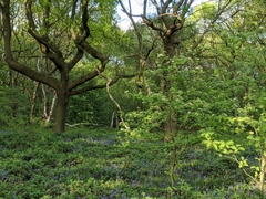 Hyacinthoides non-scripta