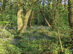 Hyacinthoides non-scripta