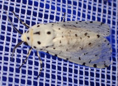 Alpenus