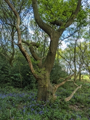 Hyacinthoides non-scripta
